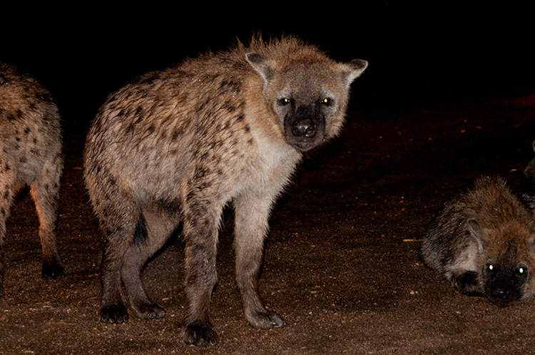 03_Harar_03_HyenasFeeding_07
