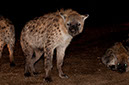 03_Harar_03_HyenasFeeding_07