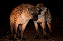 03_Harar_03_HyenasFeeding_05