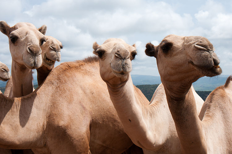 03_Harar_04_BabileMarket_37