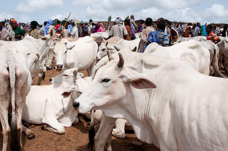 03_Harar_04_BabileMarket_54
