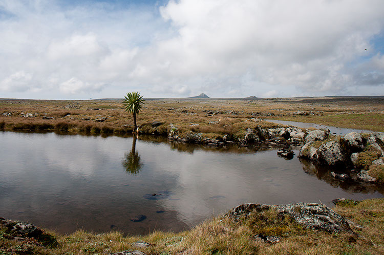 08_BaleMt_00_SanettiPlateau_06