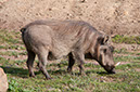 09_BaleMt-Shashemene_08