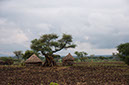 14_Senkele-Konso_101