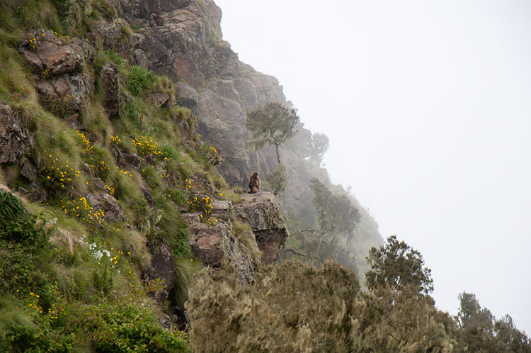 35_SimienMountainsNP_17