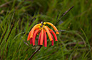 35_SimienMountainsNP_29