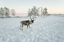 Sweden_01_2012_0786